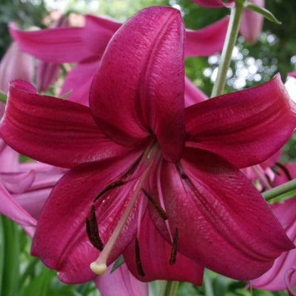 Liliums - Asiatic &amp; LA Hybrids - Oldboy&