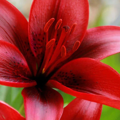 Liliums - Asiatic &amp; LA Hybrids - Oldboy&