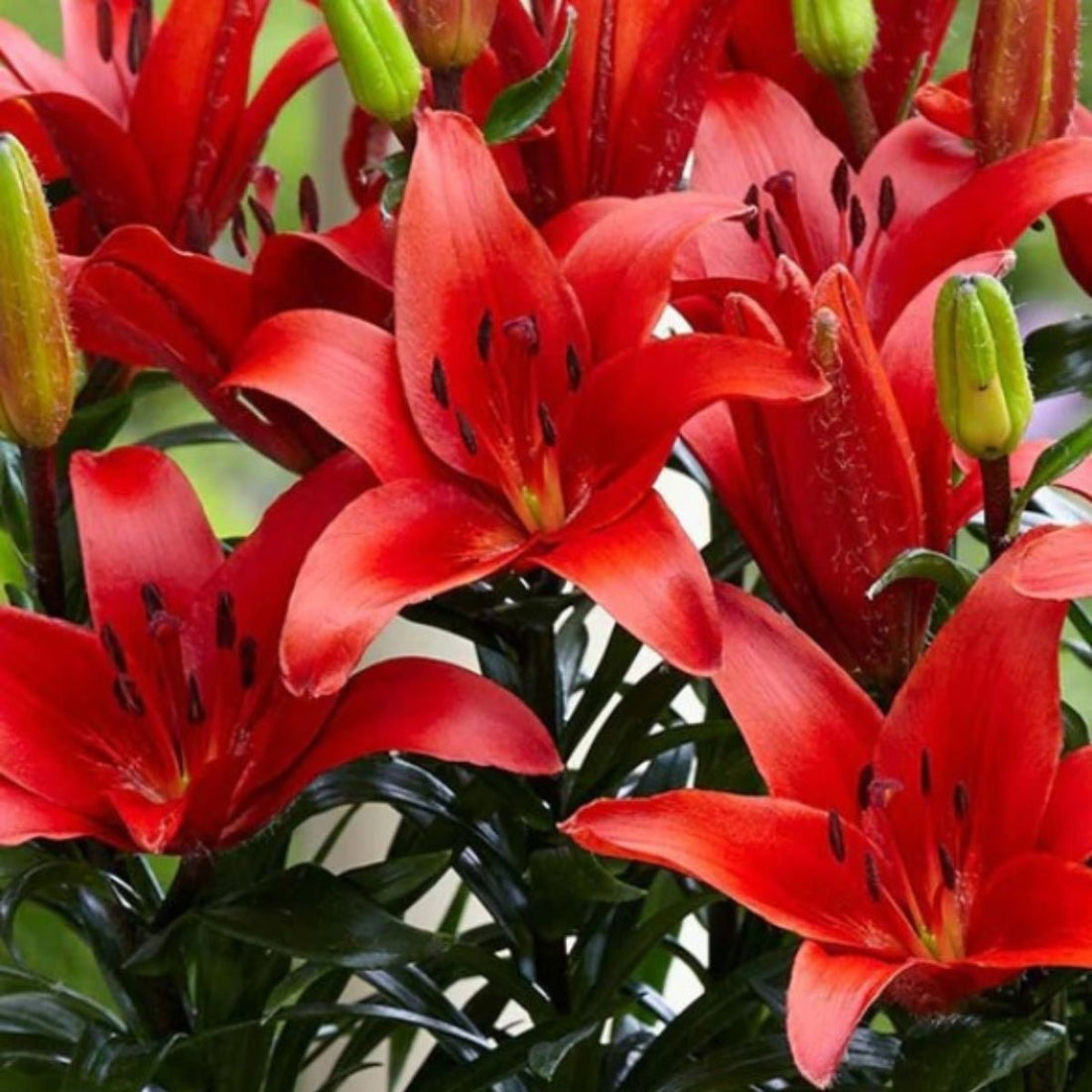 Liliums - Pot Asiatics - Oldboy&