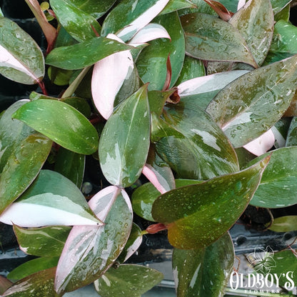 Philodendron - Pink Princess - Oldboy&