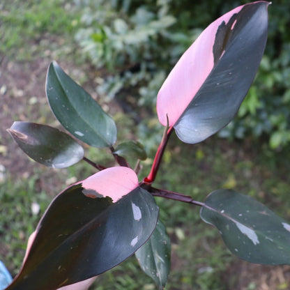 Pink Princess | Philodendron - Oldboy&