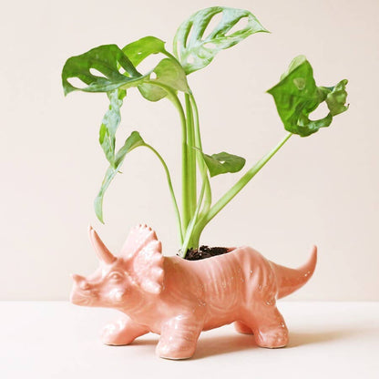 Pink Triceratops Dinosaur Planter - Oldboy&