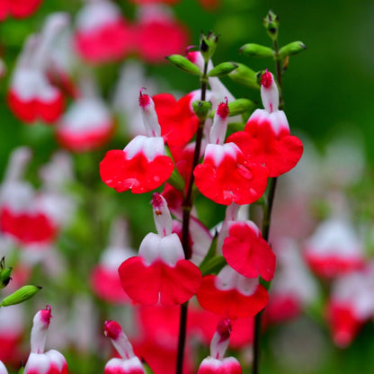 Salvia Microphylla | Hot Lips - Oldboy&