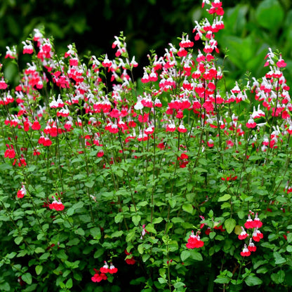 Salvia Microphylla | Hot Lips - Oldboy&