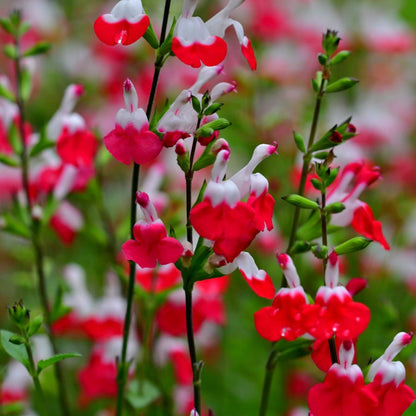 Salvia Microphylla | Hot Lips - Oldboy&