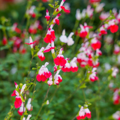 Salvia Microphylla | Hot Lips - Oldboy&