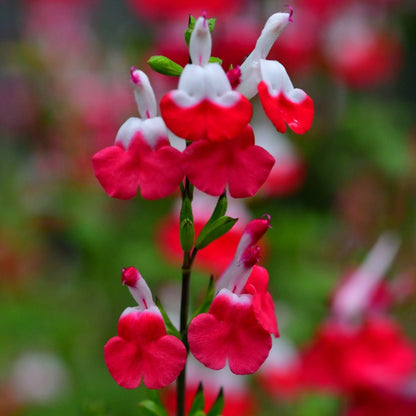 Salvia Microphylla | Hot Lips - Oldboy&