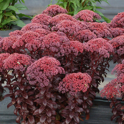 Sedum hybrid | Dark Magic - Oldboy&