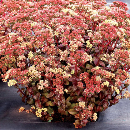 Sedum telephium | Peach Pearls - Oldboy&